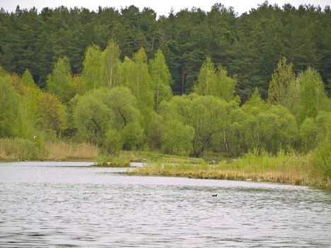 Rural lake with green bushes and forest at the background