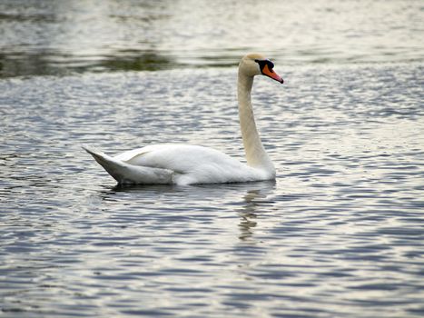 Single swan swimming at the ripple dark water