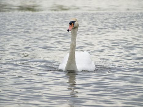Single swan swimming at the ripple dark water 