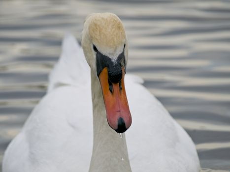 Close up single swan swimming at the ripple dark water
