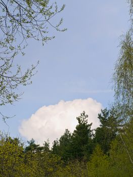 Blue sky with big white clouds under trees spire