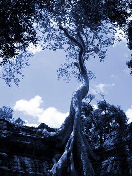 very interesting tree from the cambodian temple