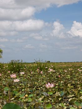 The picture of lotus flowers from cambodia