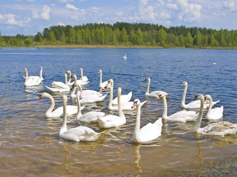 Many white swans swimming at the blue lake in wild nature