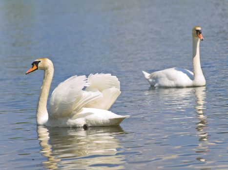 Two white swans swimming at the blue lake in wild nature 