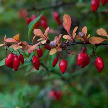 The picture of the autumn barberries plant