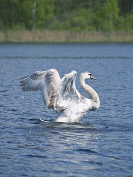 Fly up yang swan at the blue lake in wild nature 