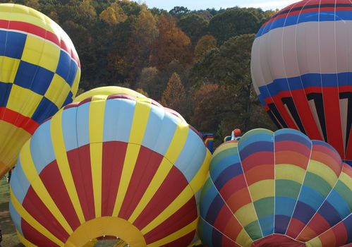 hot air balloons getting ready for liftoff during a fall festival