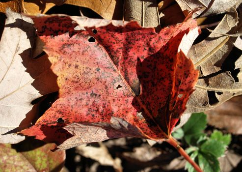 a red leaf after falling from a tree during the autumn season