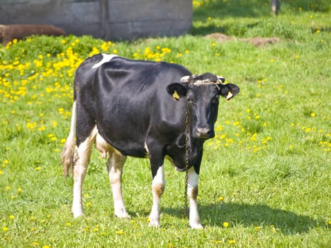 single black and white cow at the green grass