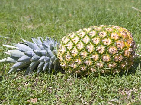 single big pineapple at the green grass