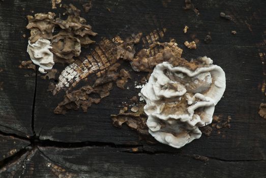 mushrooms on treetrunk