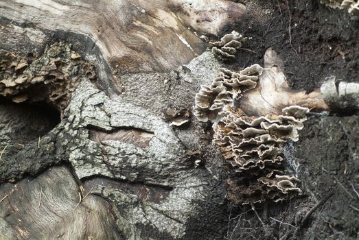 mushroom on treetrunk