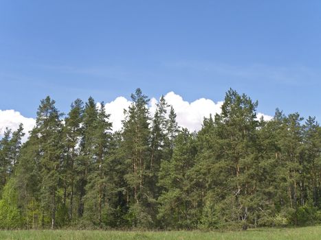 Wild green forest against the blue sky with clouds