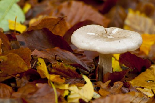 mushroom on forest floor between golden leafs
