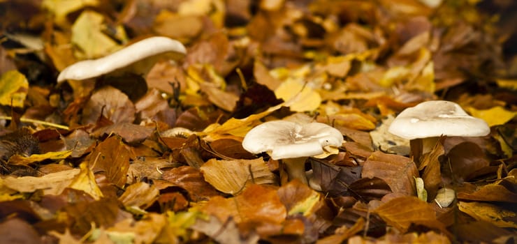 mushroom on bed of golden leafs