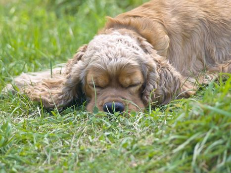 Single beige spaniel sleeping at the green grass