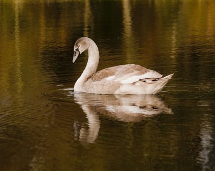 swan in lake