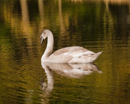 swan in lake