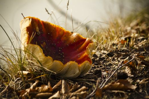 red boletus with white spots