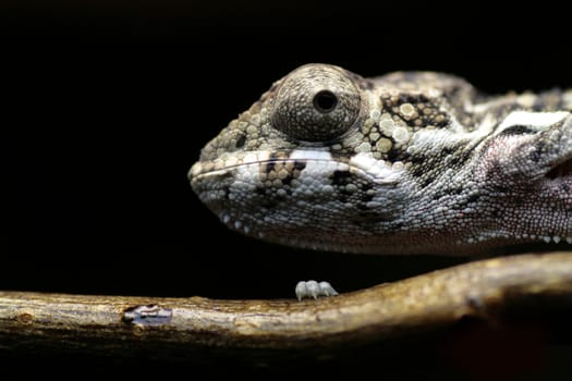 image of a young chameleon