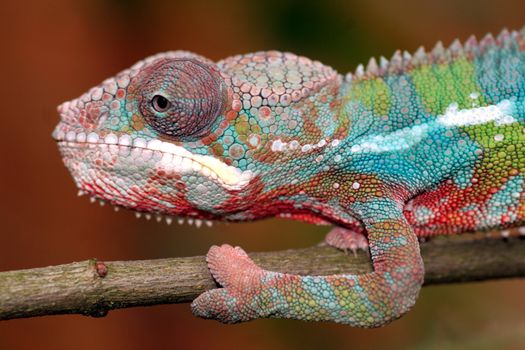 image of a young chameleon