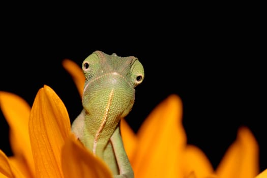 image of a young chameleon