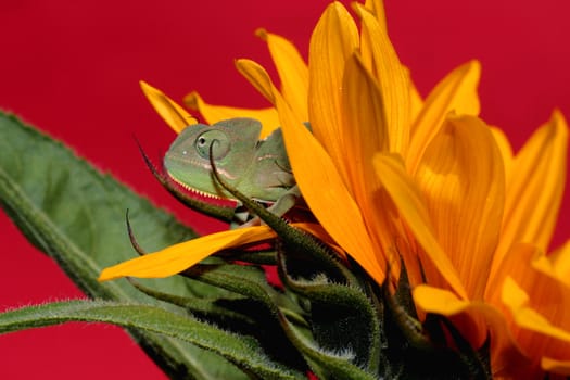 image of a young chameleon