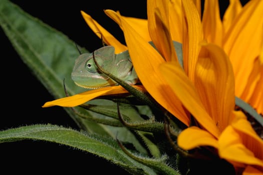 image of a young chameleon