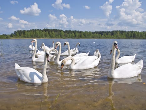 colony of white swans at the lake