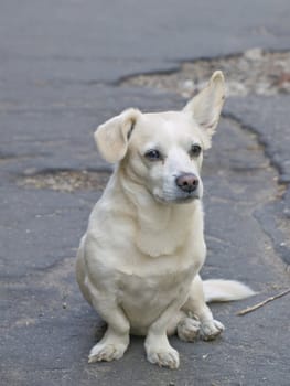 lonely mongrel dog sitting on the road