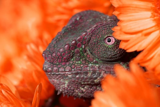 image of a young chameleon