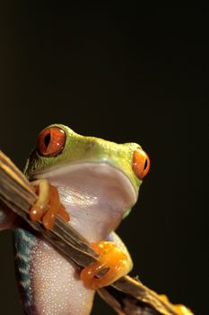 one of the most beautiful creatures on planet earth:the red eyed tree frog (agalychnis callidryas)