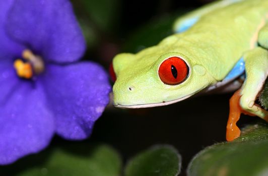 one of the most beautiful creatures on planet earth:the red eyed tree frog (agalychnis callidryas)