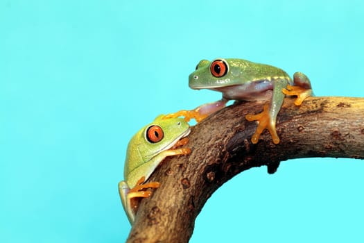 one of the most beautiful creatures on planet earth:the red eyed tree frog (agalychnis callidryas)