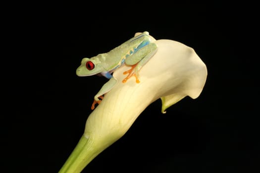 one of the most beautiful creatures on planet earth:the red eyed tree frog (agalychnis callidryas)