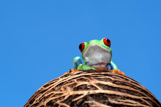 one of the most beautiful creatures on planet earth:the red eyed tree frog (agalychnis callidryas)