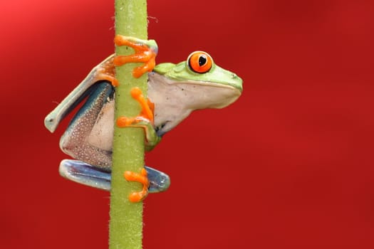 one of the most beautiful creatures on planet earth:the red eyed tree frog (agalychnis callidryas)