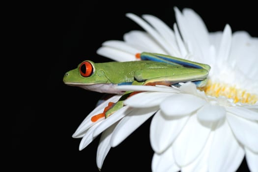 one of the most beautiful creatures on planet earth:the red eyed tree frog (agalychnis callidryas)