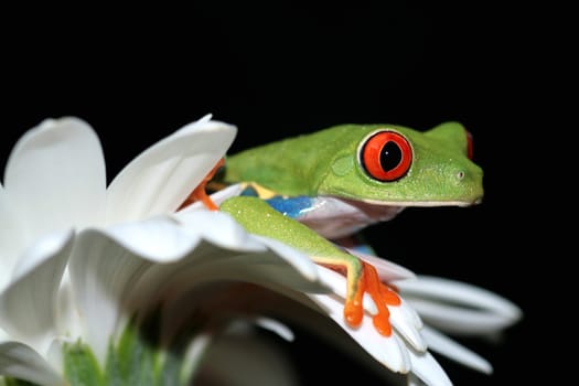 one of the most beautiful creatures on planet earth:the red eyed tree frog (agalychnis callidryas)