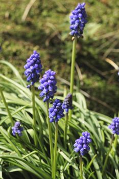 grape hyacinths a pretty bell like cluster of blue flowers on a long stem