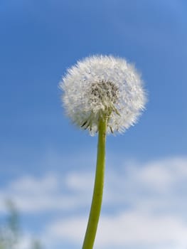 blowball of dandelion against the blue sky