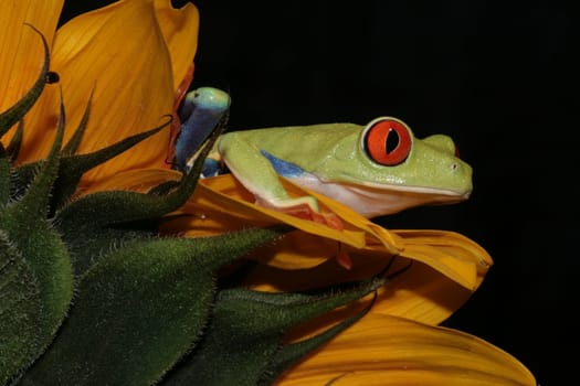 one of the most beautiful creatures on planet earth:the red eyed tree frog (agalychnis callidryas)