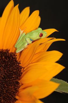 one of the most beautiful creatures on planet earth:the red eyed tree frog (agalychnis callidryas)