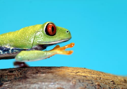 one of the most beautiful creatures on planet earth:the red eyed tree frog (agalychnis callidryas)