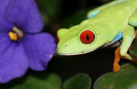 one of the most beautiful creatures on planet earth:the red eyed tree frog (agalychnis callidryas)