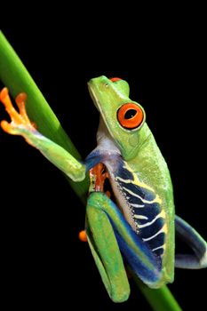 one of the most beautiful creatures on planet earth:the red eyed tree frog (agalychnis callidryas)