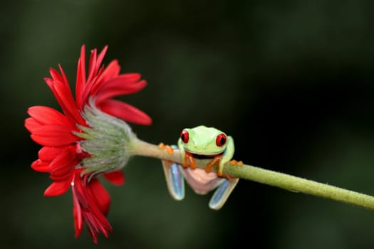 one of the most beautiful creatures on planet earth:the red eyed tree frog (agalychnis callidryas)