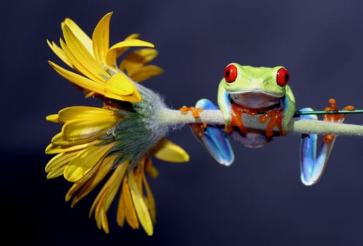 one of the most beautiful creatures on planet earth:the red eyed tree frog (agalychnis callidryas)