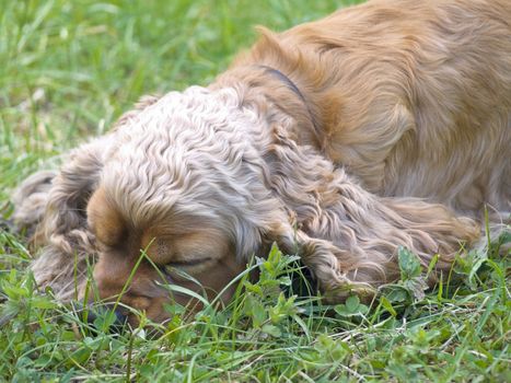 Single beige spaniel sleeping at the green grass